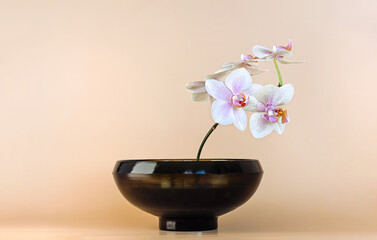 minimal orchid flower in black bowl on beige background