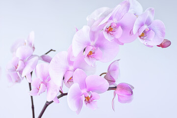soft pink orchid flower on white background