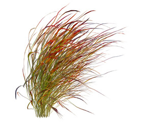 Obraz premium Panicum virgatum tree, front view, cutout, transparent background, isolate, architecture visualization, Autumn Grasses in Vibrant Hues - A Natural Element for Fall Designs