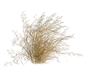 Panicum virgatum tree, front view, cutout, transparent background, isolate, architecture visualization, Dried Grass Bundle with Natural Texture for Autumn and Winter Compositions