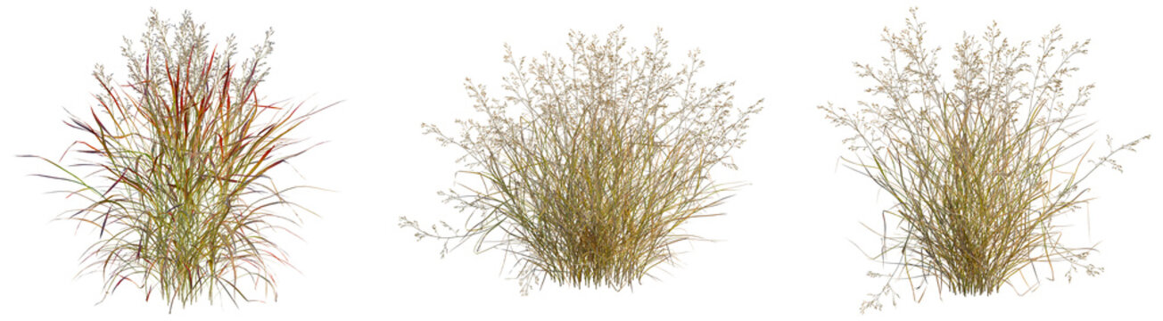 Panicum virgatum tree, front view, cutout, transparent background, isolate, architecture visualization, Three Bundles of Wild Grass with Natural Textures for Design Projects