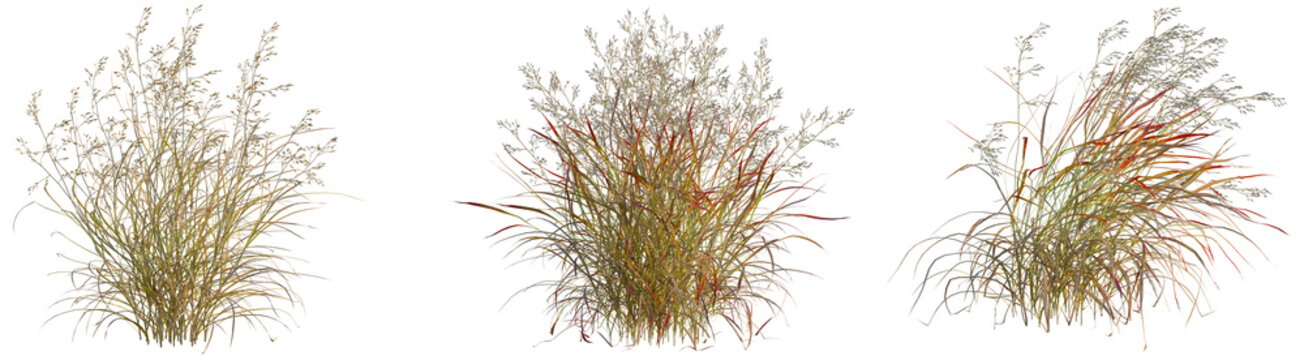 Panicum virgatum tree, front view, cutout, transparent background, isolate, architecture visualization, Three Bundles of Dried Grass and Reeds with Natural Textures and Warm Tones