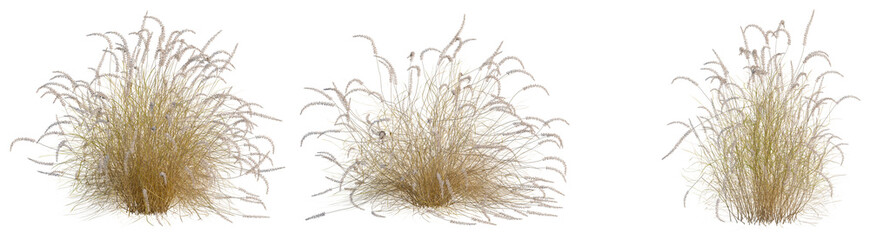 Fototapeta premium Pennisetum orientale tree, front view, cutout, transparent background, isolate, architecture visualization, Golden Grass Tufts - Three Delicate Clusters of Dry Prairie Vegetation