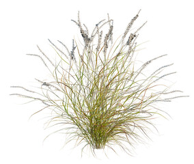 Pennisetum setaceum rubrum tree, front view, cutout, transparent background, isolate, architecture visualization, Delicate Grasses with Seed Heads - Natural Meadow Vegetation for Design