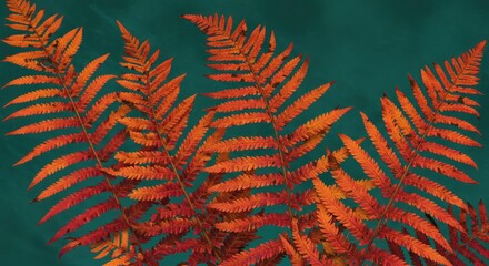 A close-up view of vibrant orange-red fern leaves against a dark green background