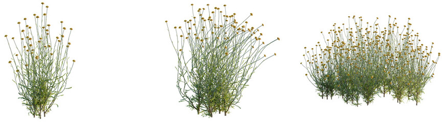 Santolina rosmarinifolia tree, front view, cutout, transparent background, isolate, architecture visualization, Delicate Wildflower Tufts - Charming Meadow Grass with Small Yellow Blooms, PNG Cutout