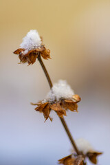 getrocknete Pflanze im Winter mit einer kleinen Schneehaube