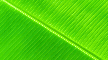 Bright green banana leaf texture with diagonal veins