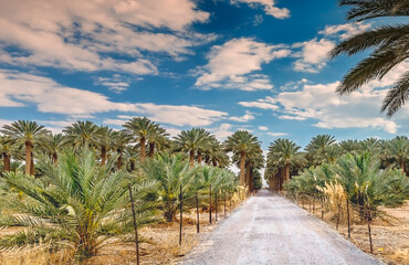 Plantation of date palms. Countryside road as background. Date palm is iconic ancient plant, famous food crop,  presently used in sustainable agriculture industry in Middle East. No AI tools were used