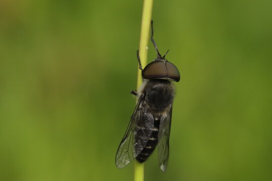 Tabanus maculicornis 