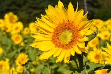 A field in bloom, Sainte-Apolline, Qu&eacute;bec, Canada