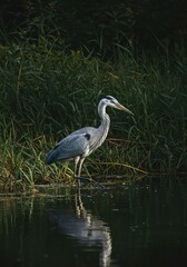 A majestic heron stands motionless in shallow river water, patiently hunting small fish and aquatic prey amidst the reeds and grasses ,wetland ,bird ,tall