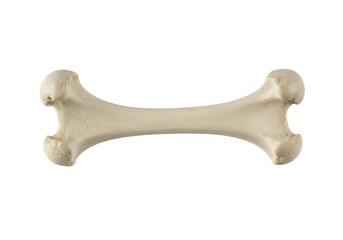 A single bleached bone from the thoracic cage, isolated cleanly on a stark white background for medical or structural examination ,cage ,clean ,pathology