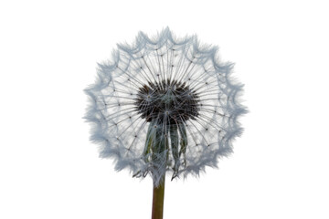 Dandelion seed head on