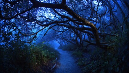 Enchanting Mystical Forest Pathway Underneath Twisted Tree Branches in Serene Blue Twilight Atmosphere