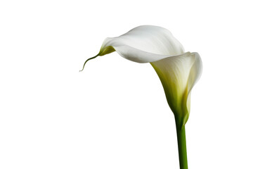 Elegant White Calla Lily Flower
