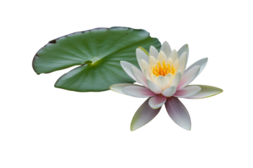Elegant white water lily with green leaf