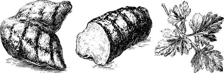 Vintage engraving of grilled chicken and herb set for culinary design