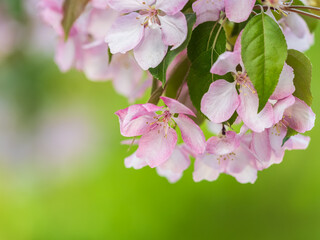 Obraz premium Fresh pink flowers of a blossoming apple tree with blured background