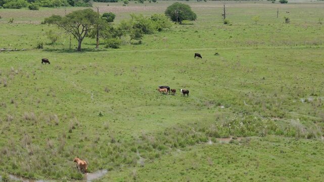 Ganaer&iacute;a en humedal estero campo Corrientes Argentina