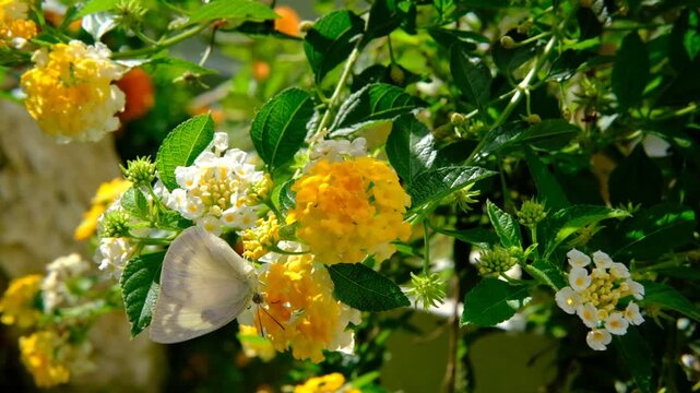 Macro Slow Motion of Vibrant Butterfly Landing on Flowers Nature Beauty Background with Copy Space