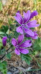 Fototapeta premium wild plant with delicate purple flowers in its natural environment. 