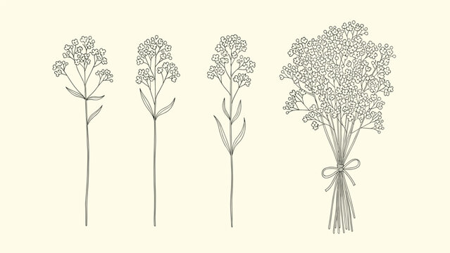 Vintage-style hand-drawn illustrations of gypsophila (baby's breath), showing single stems and a tied bouquet on a cream background.