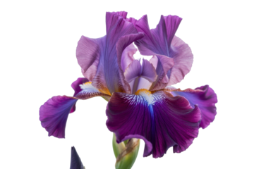 Purple Bearded Iris Flower Blossom