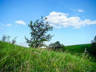 The beginning of spring in the countryside.