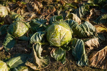 cabbage. Frozen cabbage left on the field to be turned under the furrow. detail.