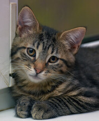 Fototapeta premium a cute tiger kitten resting on a windowsill by the window. In the pictures he looks very cozy and trusting, his soft striped fur is beautifully emphasized by the light. 