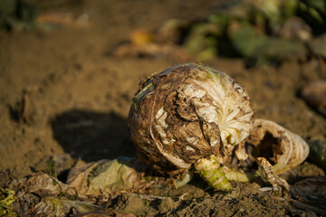 cabbage. Frozen cabbage left on the field to be turned under the furrow. detail.