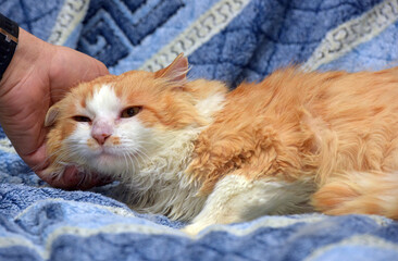a red and white long-haired cat lying on a soft blue blanket. 