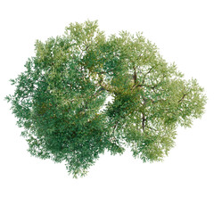 Olea europaea tree plan, top view, cutout, transparent background, isolate, visualization, Lush Green Tree Top View, Foliage Canopy, Nature Scene, Detailed Leaves