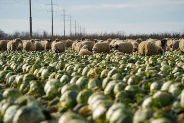 cabbage. Frozen cabbage left on the field to be turned under the furrow. detail.
