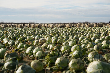 cabbage. Frozen cabbage left on the field to be turned under the furrow. detail.