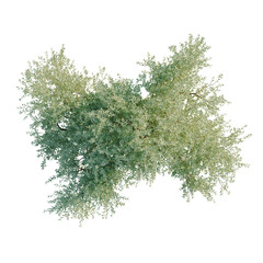 Obraz premium Olea europaea tree plan, top view, cutout, transparent background, isolate, visualization, Green Bush Top View, Foliage for Landscape Design, Natural Plant Elements