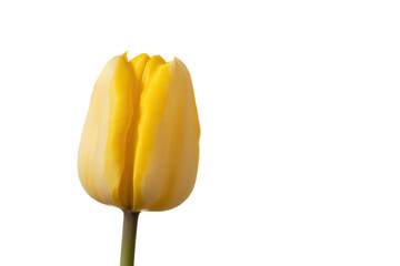 Yellow tulip flower blossom