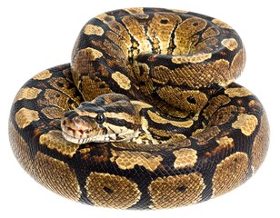 Fototapeta premium A coiled reptile with patterned scales and a brown and tan color scheme is shown against a plain white background
