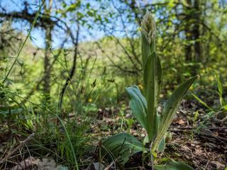 Obraz premium Fresh Green Wildflower Sprout - New Life on the Forest Floor Close Up