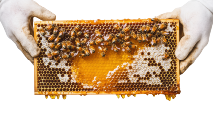Honeycomb with Bees on Transparent Background
