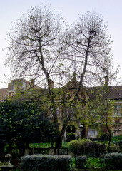 A view of trees in front of a building