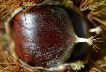 les ch&acirc;taignes en Bretagne Cornouailles Finist&egrave;re France