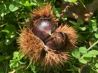 les ch&acirc;taignes en Bretagne Cornouailles Finist&egrave;re France
