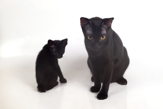 Two black cats, one small and one large . sitting on a white background