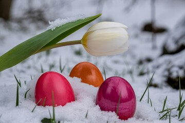 Three colorful easter eggs and a white tulip in the snow on a cold spring morning with green grass with holiday and seasonal
