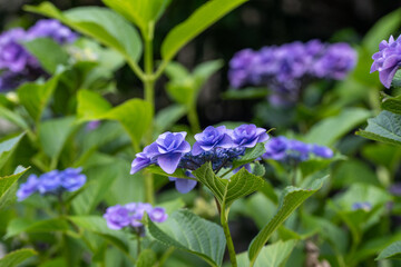 梅雨の緑の中で咲く紫陽花の緑の花