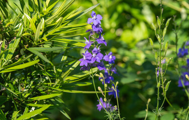 夏の緑の中で咲く紫のチドリソウ