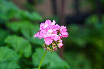 夏の緑の中で咲く、美しいゼラニウムのピンクの花