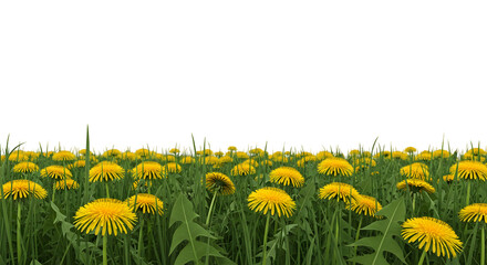 A Field of Bright Yellow Dandelions in Definition yellow flowers
